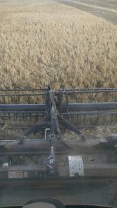 Combining Pinto Beans