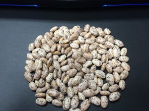 Rocky Mountain Region Pinto Beans