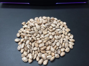 New Crop Pinto Beans